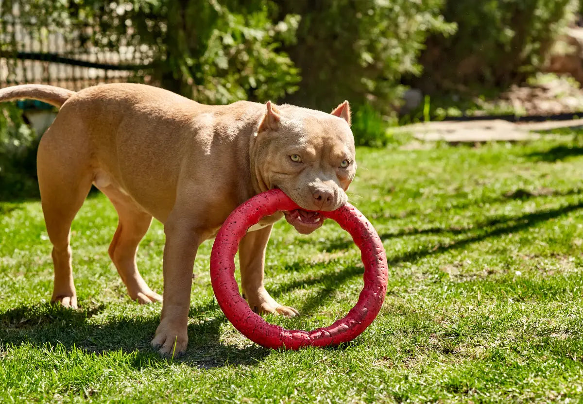 How to Choose the Right Toys for Your American Bully