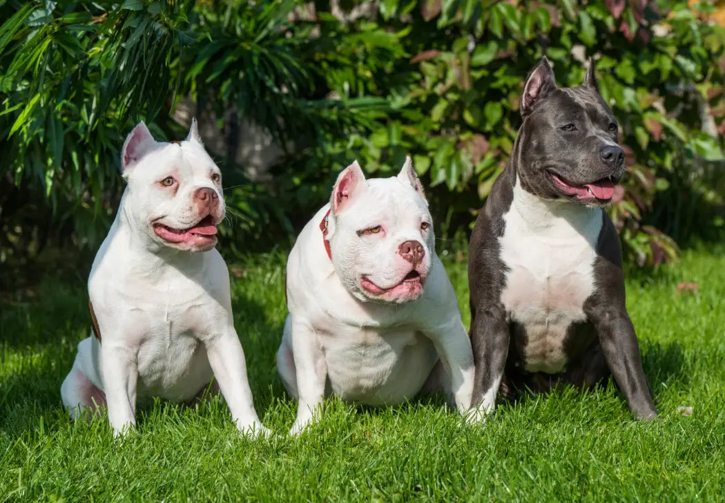 American Bully and Kids: Age-Appropriate Training Tips