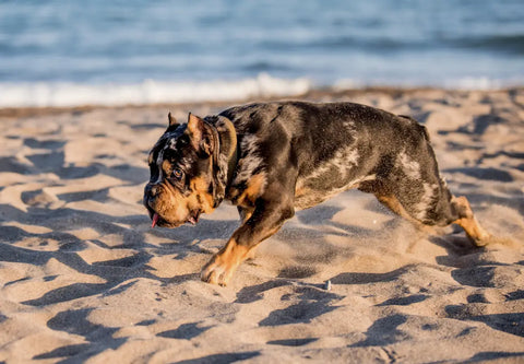 Tips for a Beach Day with Your American Bully Dog