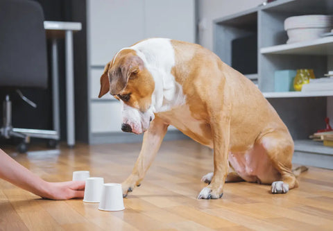 Fun Brain Games for American Bullies