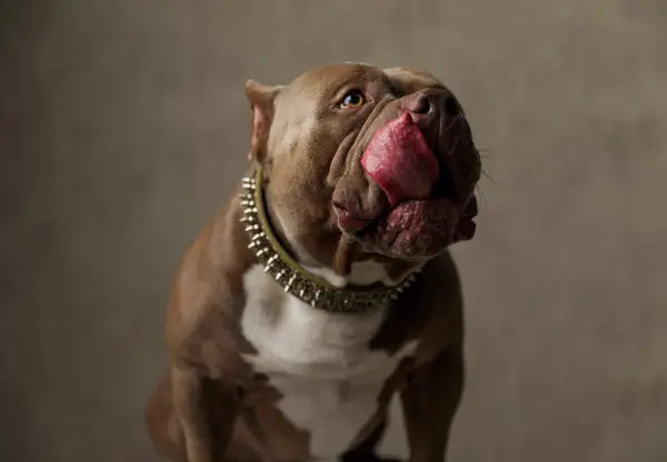 The Best Diet and Nutrition for American Bully Dogs