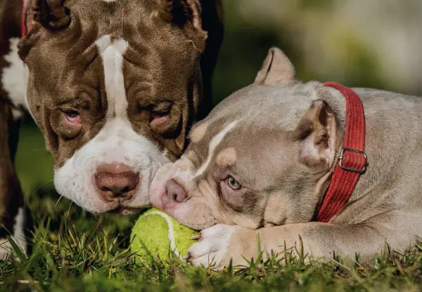 Are American Bullies Friendly To Dogs?
