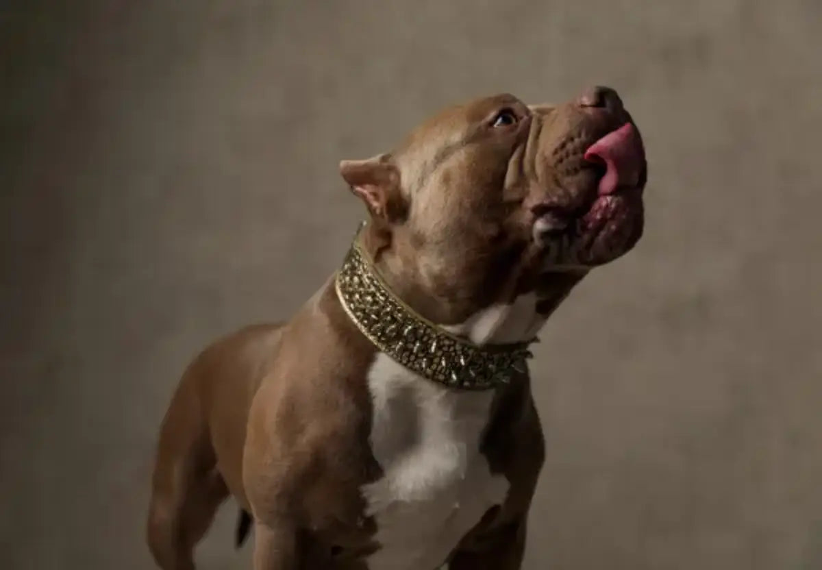 Raw vs. Kibble Debates: Personalized Feeding Plans