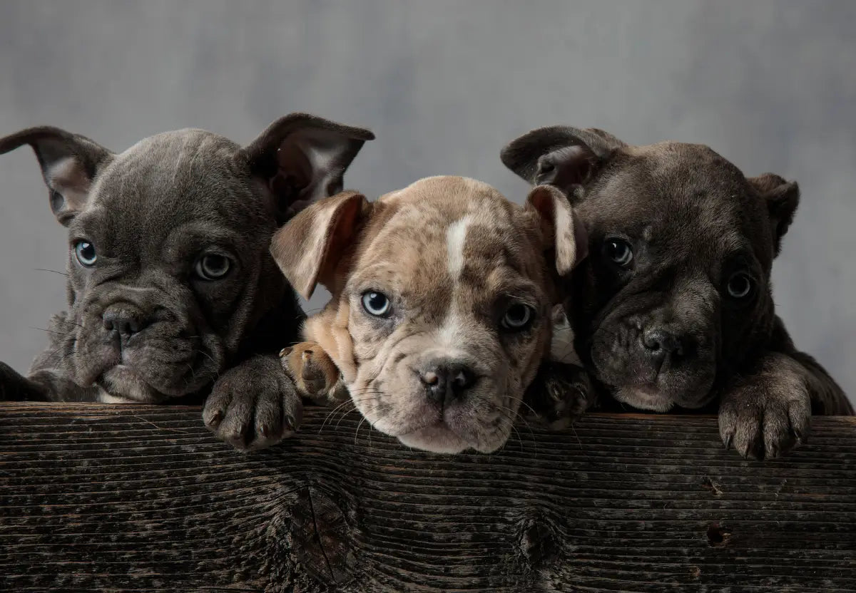 Understanding the Genetics Behind American Bully Coat Colors
