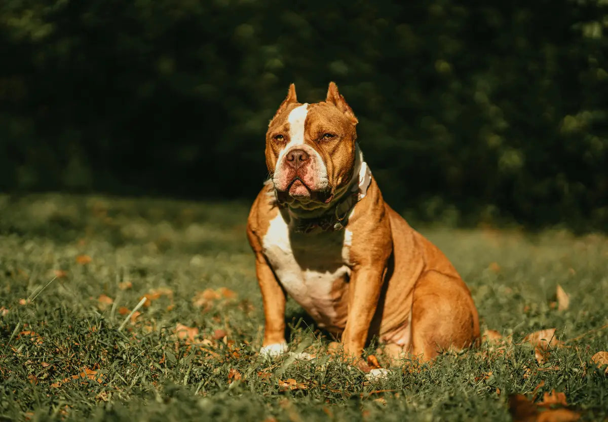 American Bullies and the Fall Season: Embracing Autumn
