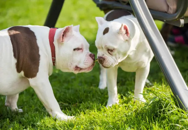 Mental Stimulation: Keeping Your American Bully’s Mind Sharp