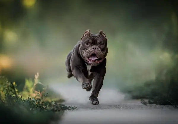 The American Bully: How Much Exercise Does This Dog Need?