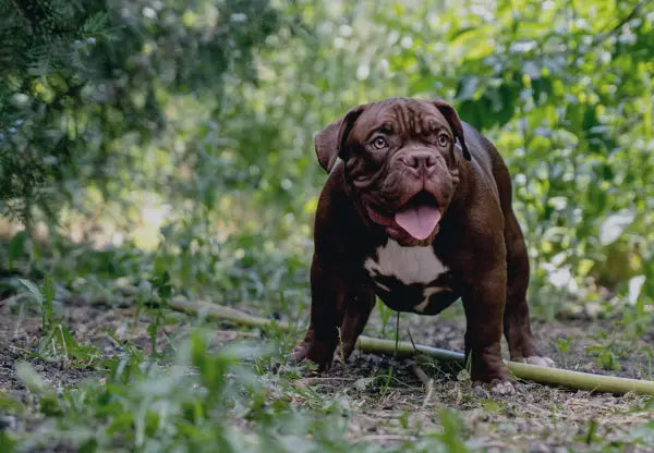 The American Bully: How Much Exercise Does This Dog Need?