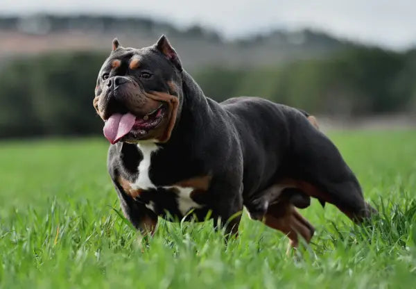 American Bully Colors