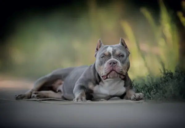 American Bullies: Good Or Bad For First Time Owners?