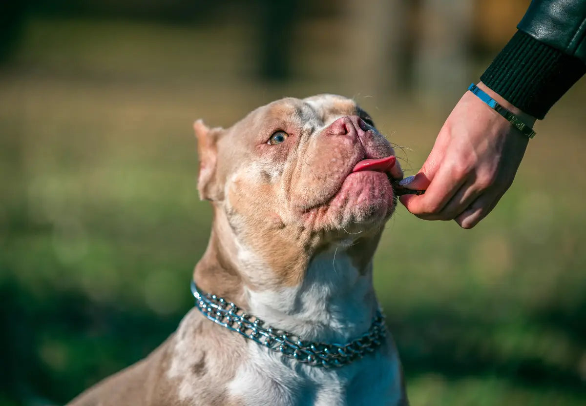 American Bully Behavior Essentials: What You Need to Know