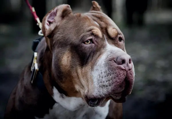 Grooming and Coat Care for American Bullies: Tips for