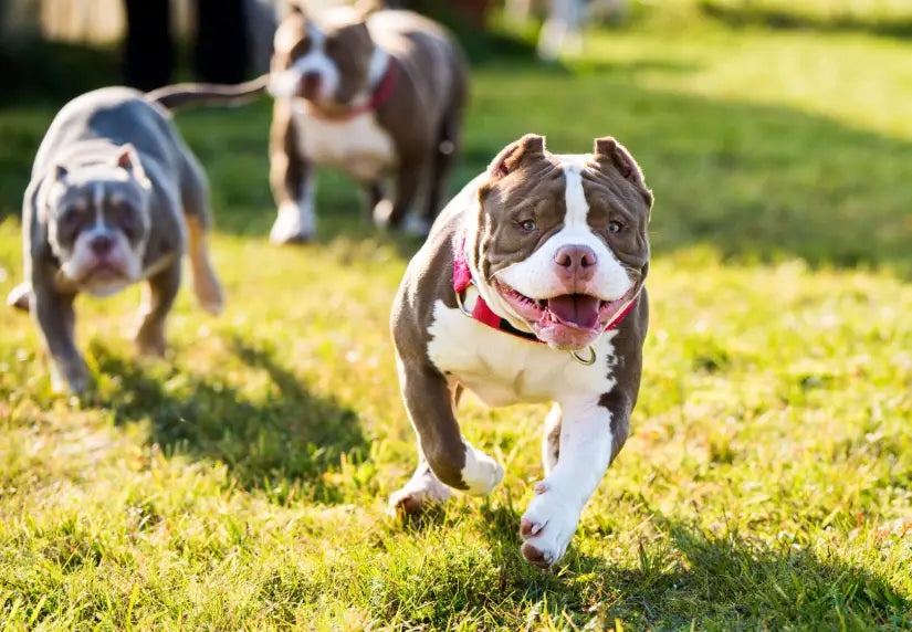American Bully Behavior Essentials: What You Need to Know