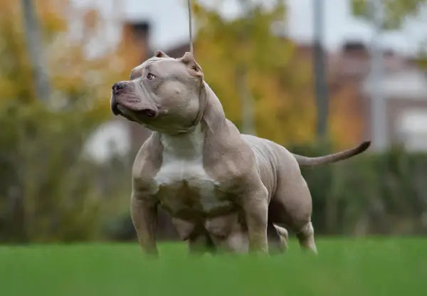 The American Bully Community Resources Organizations and Online
