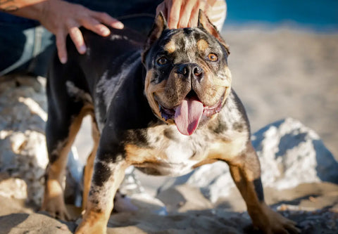 Tips for a Beach Day with Your American Bully Dog