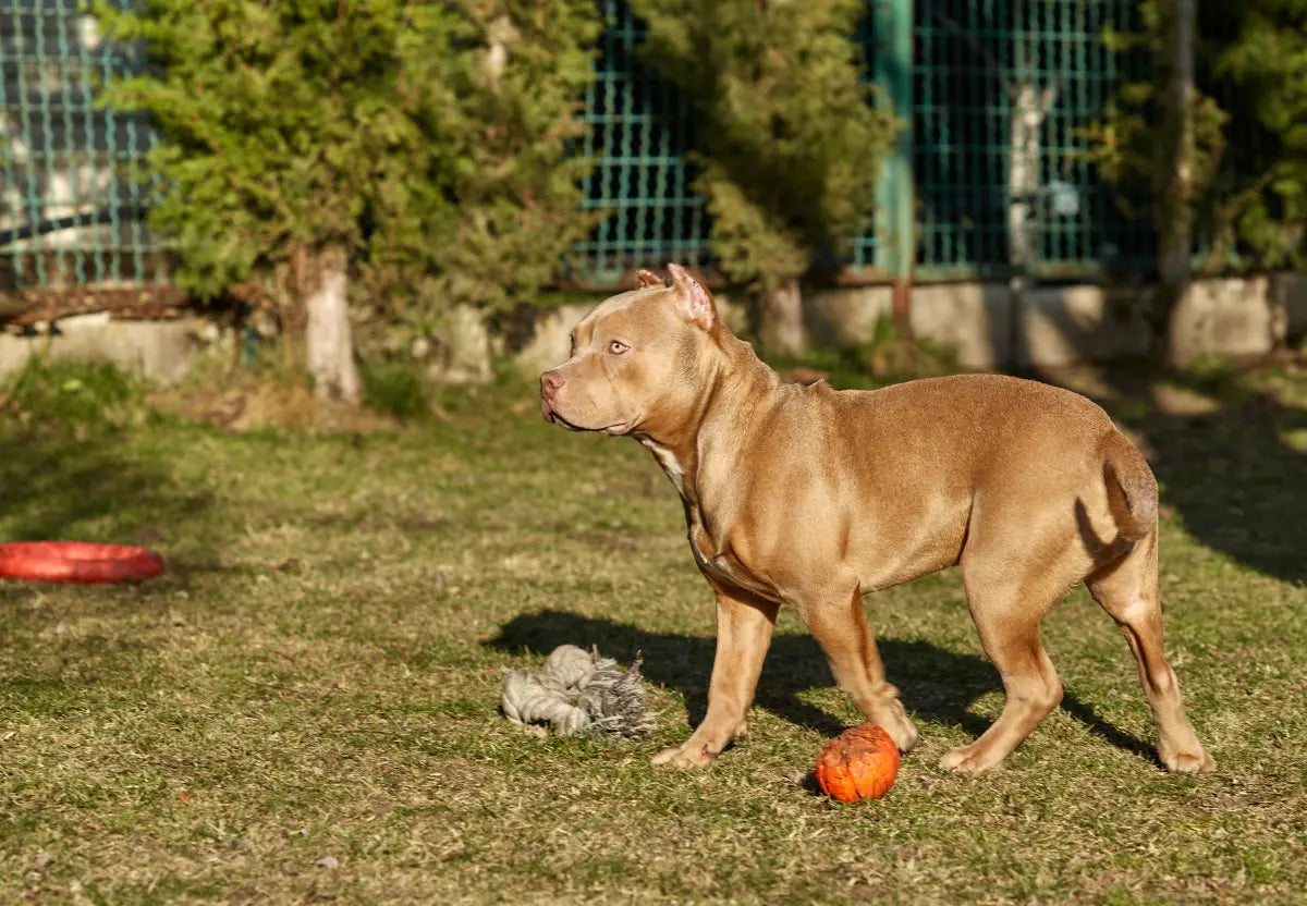 American Bully Behavior Essentials: What You Need to Know