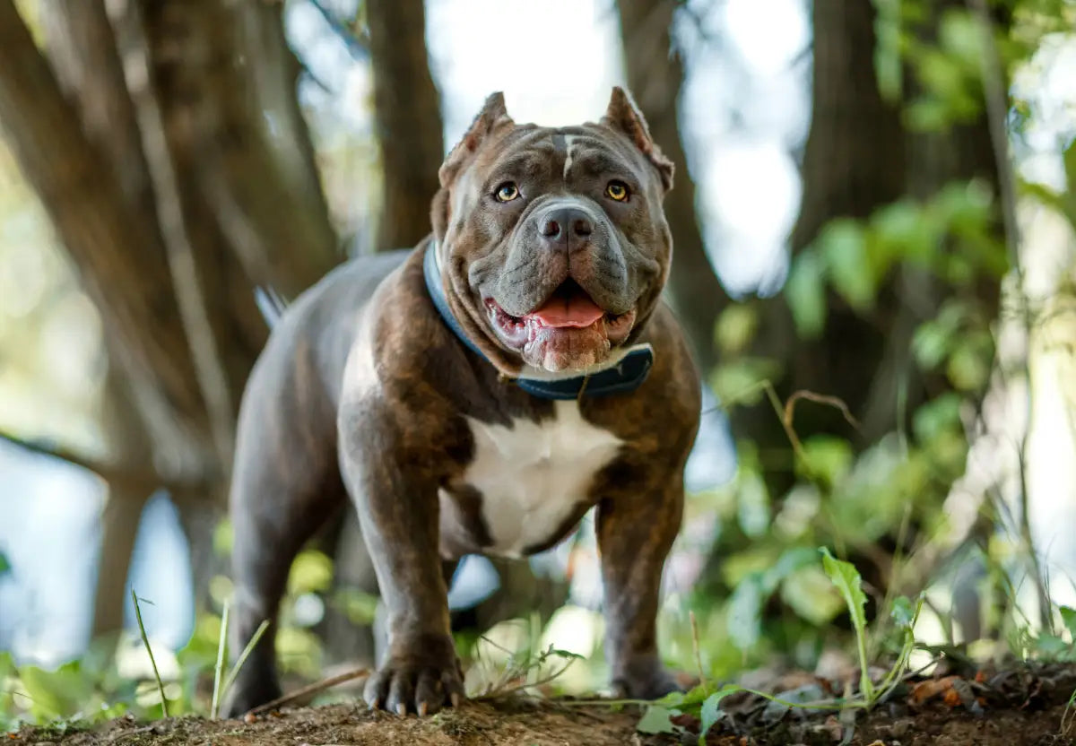 Traveling with Your American Bully: Tips for a Smooth