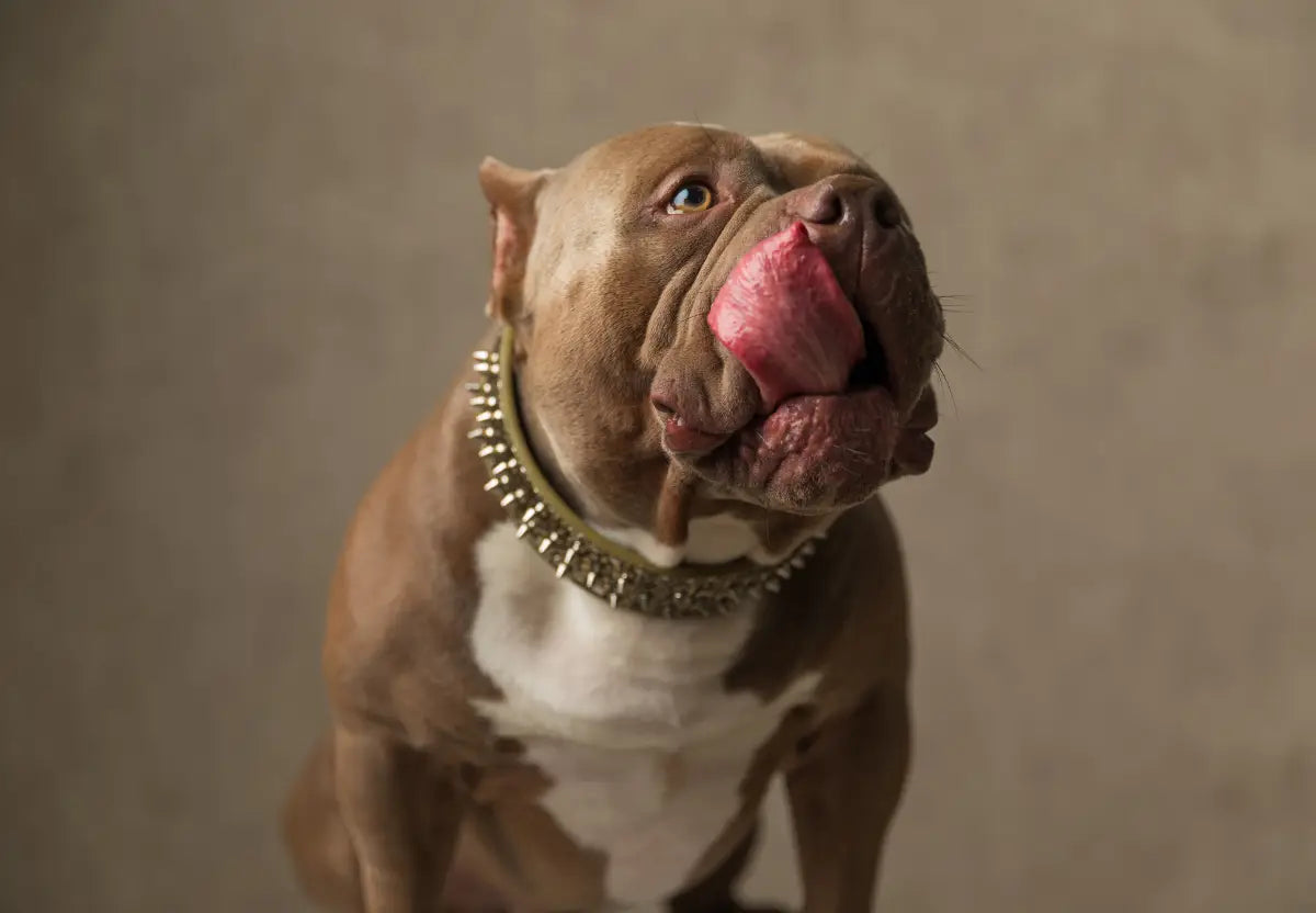 Nutrition Plans Tailored for American Bullies