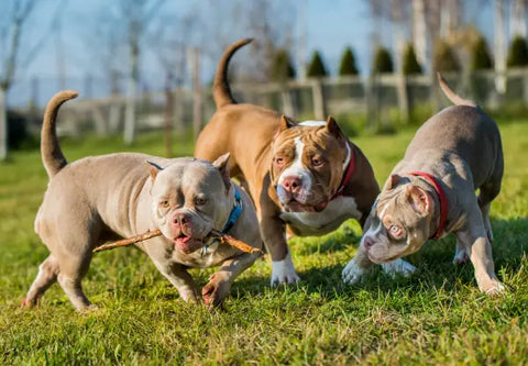 7 Behaviors to Look Out for in a New American Bully Puppy