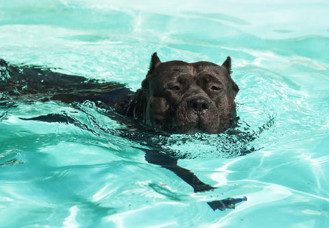 Dive into Safety: Pool Safety Tips for Your American Bully