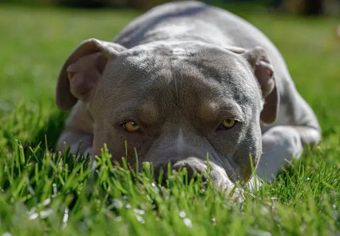 Keeping Your American Bully Comfortable During Spring: Tips