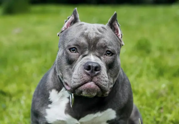All About Blue Nose American Bullies: A Unique Breed