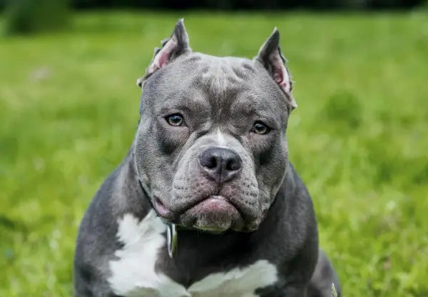 Blue nose hot sale pitbull american bully