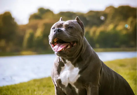 Healthy Ingredients to Look for in Your American Bully’s