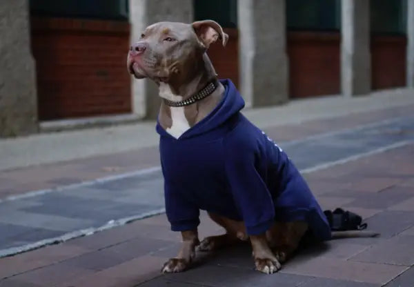 A Guide to Choosing the Perfect Dog Coat for Your American