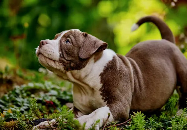 Everything You Need To Know About Pocket American Bullies