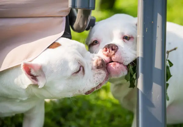 Mental Stimulation: Keeping Your American Bully’s Mind Sharp