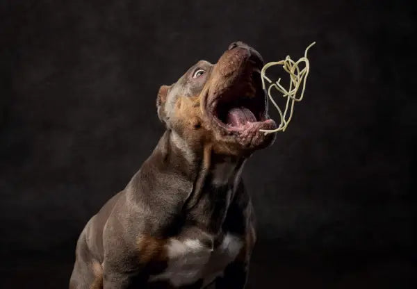 The Best Diet and Nutrition for American Bully Dogs