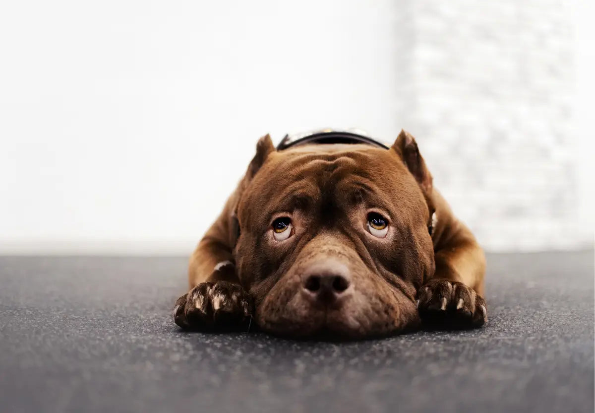 Addressing Separation Anxiety in American Bullies: