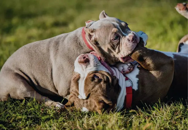 Are American Bullies Friendly To Dogs?