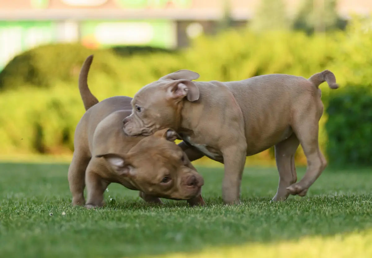 Socialization Strategies for American Bullies in Urban