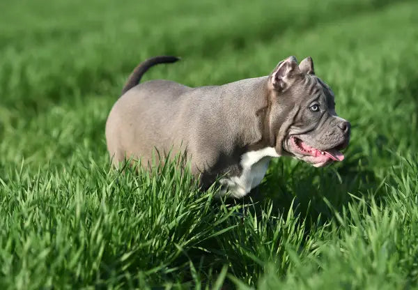 Seasonal Allergies in American Bullies: Prevention and Care