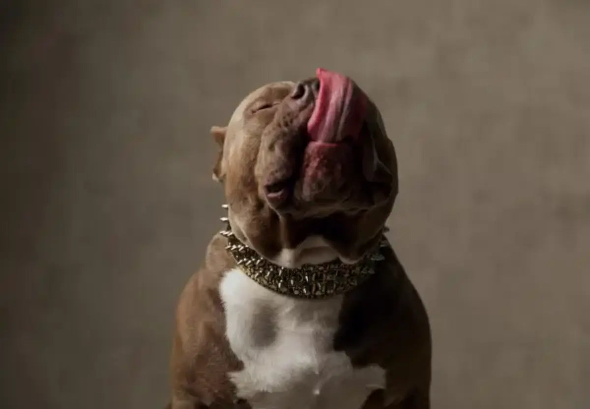 Raw vs. Kibble Debates: Personalized Feeding Plans