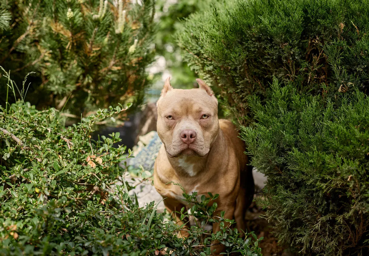 The Impact of Climate on American Bully Health