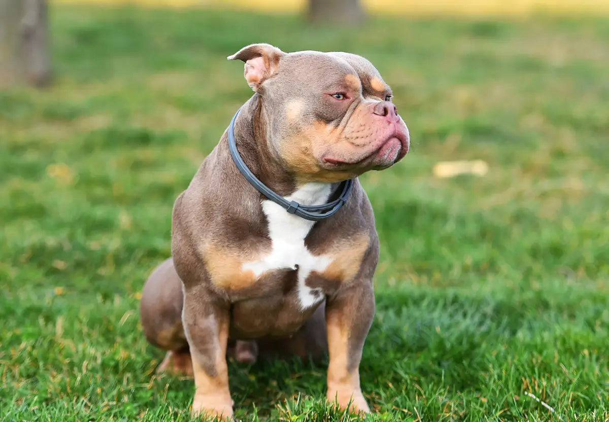 American Bullies and the Fall Season: Embracing Autumn