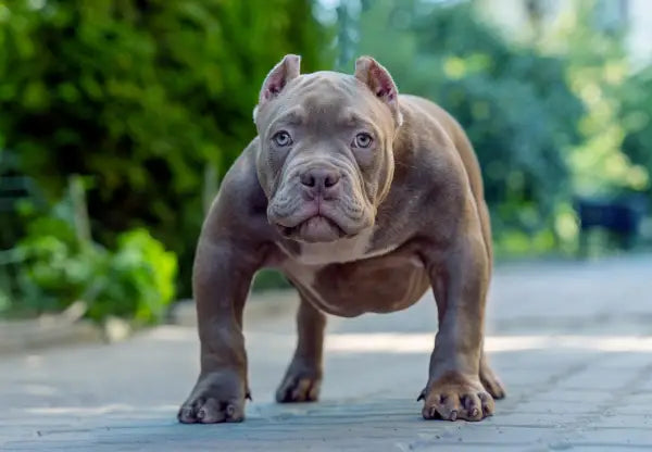 To Clip or Not to Clip: The Debate on American Bully Ear