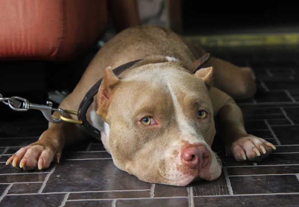 American Bully and Kids: Age-Appropriate Training Tips