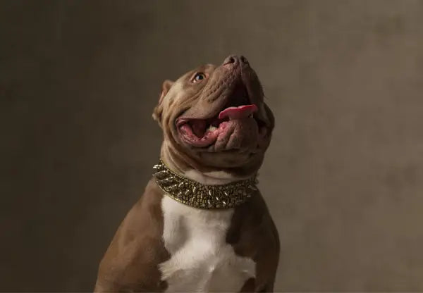 The American Bully As A Therapy Dog