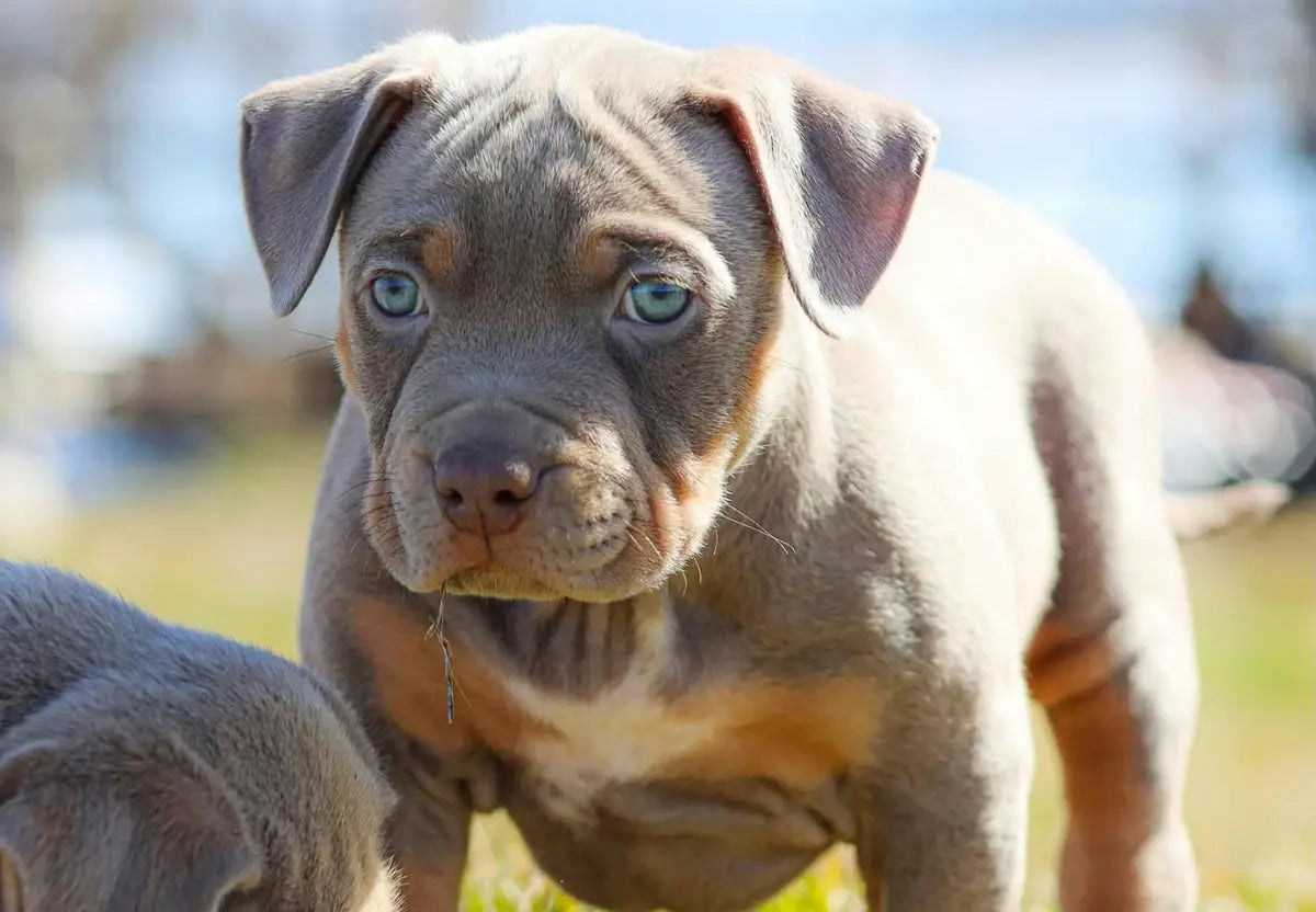 Understanding the Genetics Behind American Bully Coat Colors