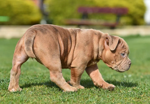 How to Introduce a New American Bully Puppy to the Family: