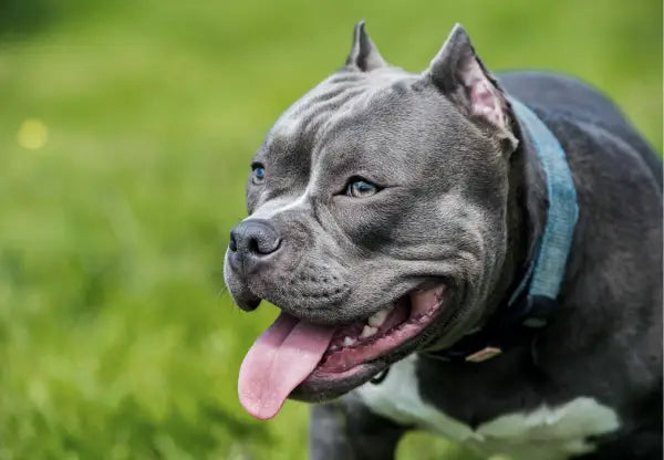Blue nose bullies hotsell