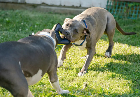 Fun Brain Games for American Bullies