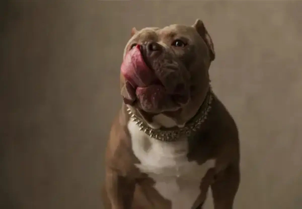 Raw vs. Kibble Debates: Personalized Feeding Plans