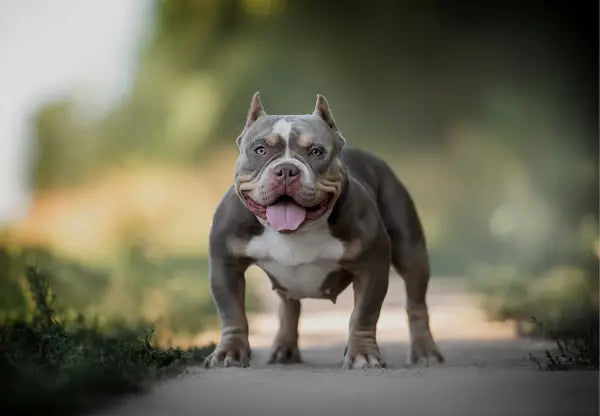 Recognizing and Preventing Behavior Issues in American Bully