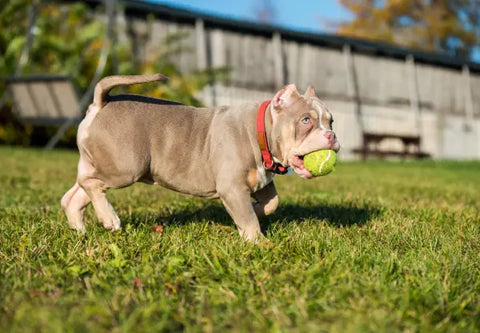 How to Choose the Right Toys for Your American Bully