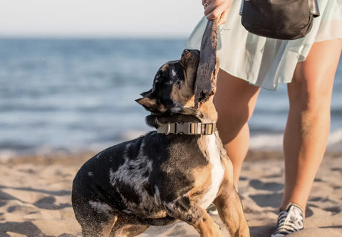 Tips for a Beach Day with Your American Bully Dog